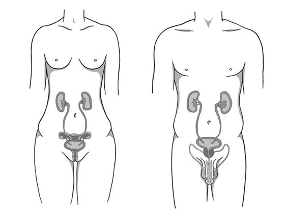 Übersicht der urologischen Organe bei Frau und Mann